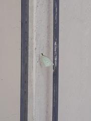 Leptophobia