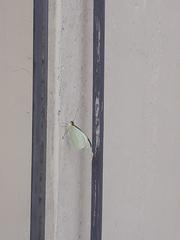 Leptophobia