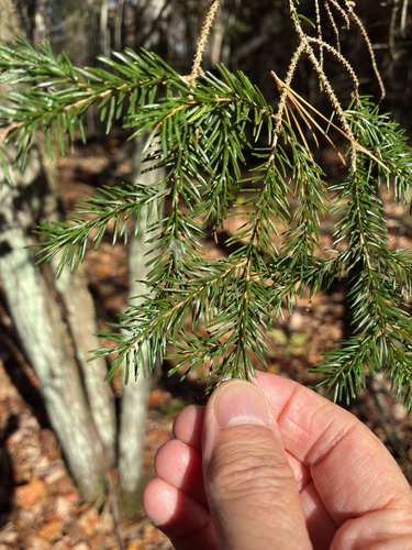 Picea rubens observed 2026-10-19