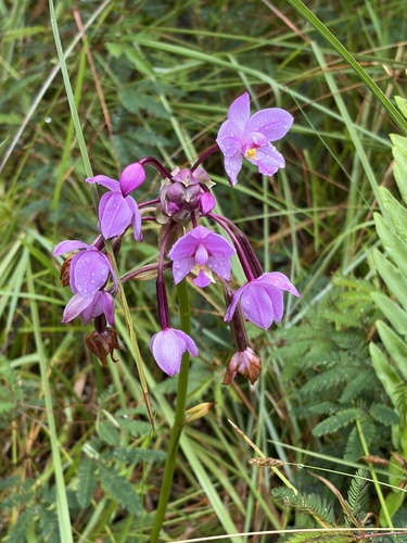 Spathoglottis plicata observed 2026-10-16
