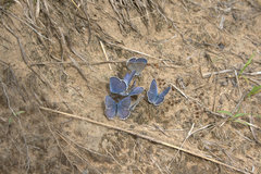 Plebejus samuelis