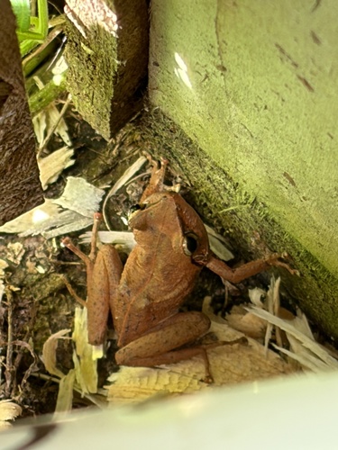 Eleutherodactylus coqui observed 2026-10-19