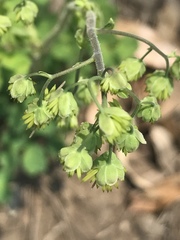 Thalictrum hernandezii