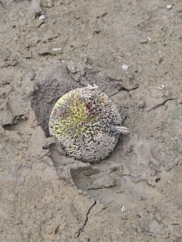 Neolamarckia cadamba observed 2026-10-19