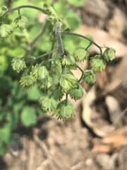 Thalictrum hernandezii