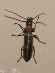 Oxycopis mimetica