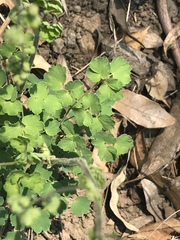 Thalictrum hernandezii