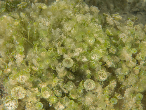 Acetabularia crenulata observed 2026-07-18