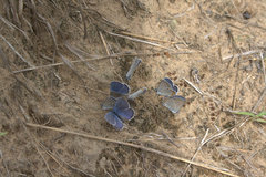 Plebejus samuelis