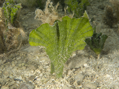 Udotea flabellum observed 2026-07-18