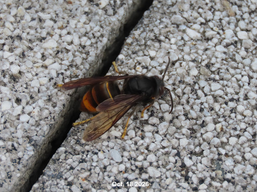 Yellow-legged Hornet