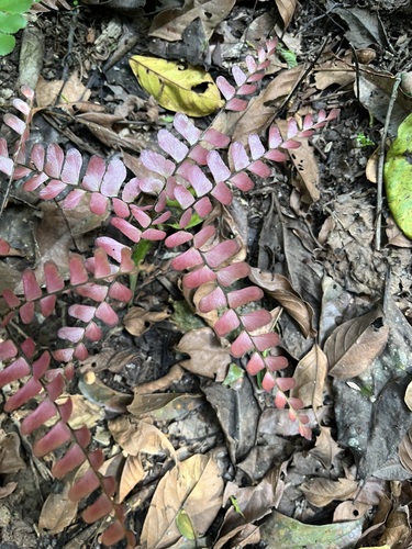 Adiantum flabellulatum observed 2026-10-19