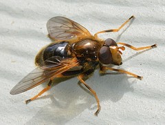 Blera armillata