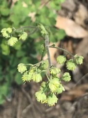 Thalictrum hernandezii
