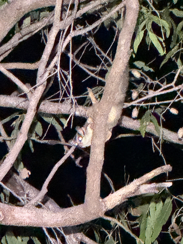 Petaurus breviceps observed 2026-10-19