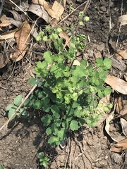 Thalictrum hernandezii