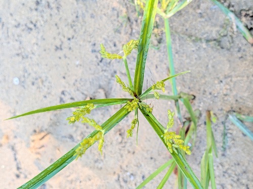 Cyperus iria observed 2026-10-19