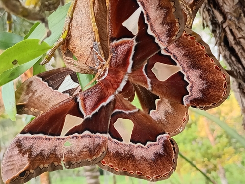 Rothschildia speculifer