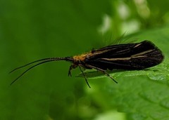 Nerophilus californicus