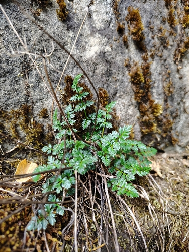 Lomatium observed 2026-10-17