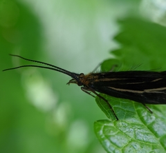 Nerophilus californicus