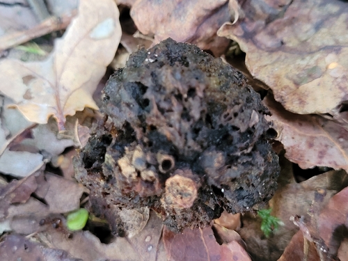 Oak Apple Gall Wasp