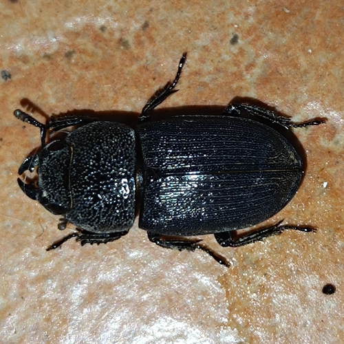 Aegus chelifer