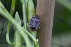 Holcostethus abbreviatus