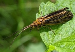 Nerophilus californicus