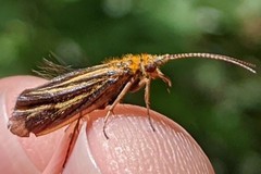 Nerophilus californicus