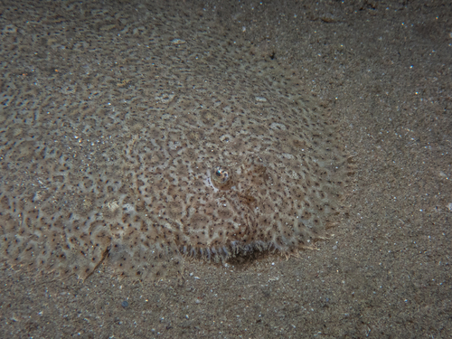 Pardachirus marmoratus observed 2026-10-19