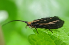 Nerophilus californicus