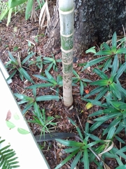 Ptychosperma elegans