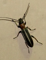 Oxycopis mimetica