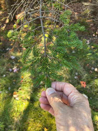 Picea rubens observed 2026-10-19