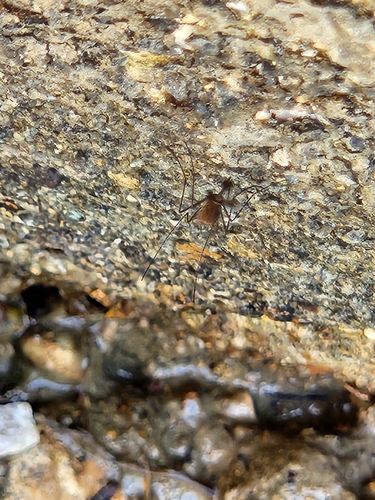 Culex quinquefasciatus, 2026-10-19
