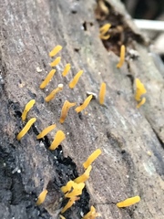 Calocera sinensis