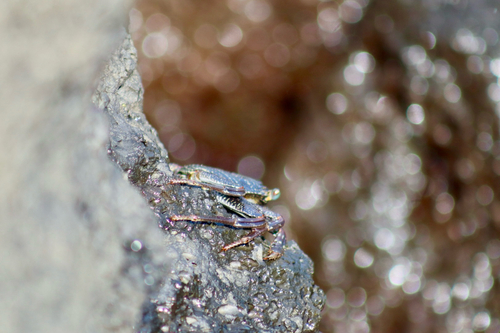 Grapsus grapsus, 2026-10-19
