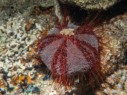 Tripneustes gratilla observed 2026-10-19