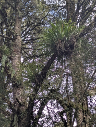 Astelia microsperma observed 2026-10-20