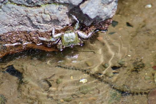Pachygrapsus, 2026-10-19