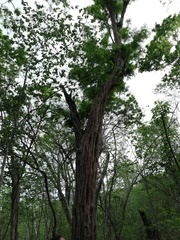 Cenostigma eriostachys