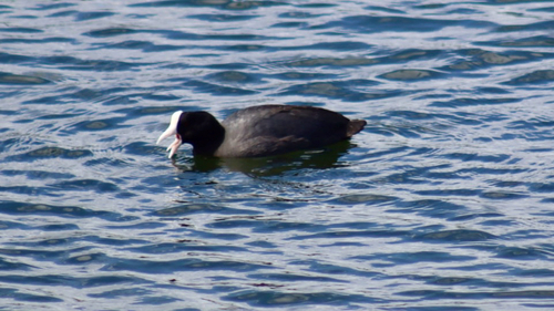 Fulica alai observed 2026-10-19