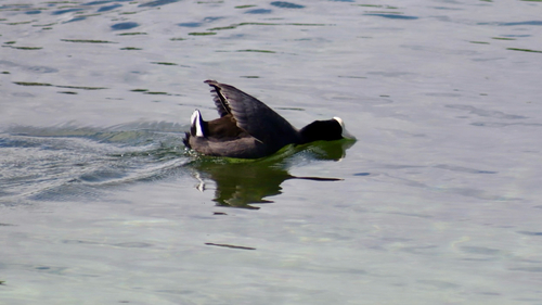Fulica alai observed 2026-10-19