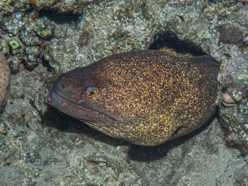 Gymnothorax flavimarginatus observed 2026-10-19