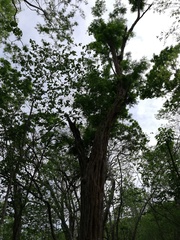 Cenostigma eriostachys