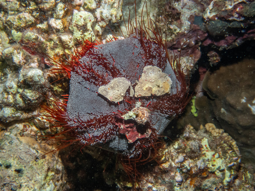 Tripneustes gratilla observed 2026-10-19