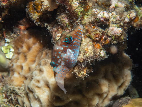 Canthigaster pygmaea observed 2026-10-19