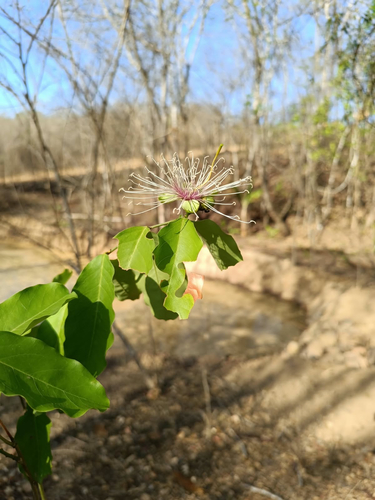 Broadleaf caper