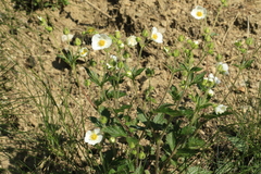 Drymocallis rupestris